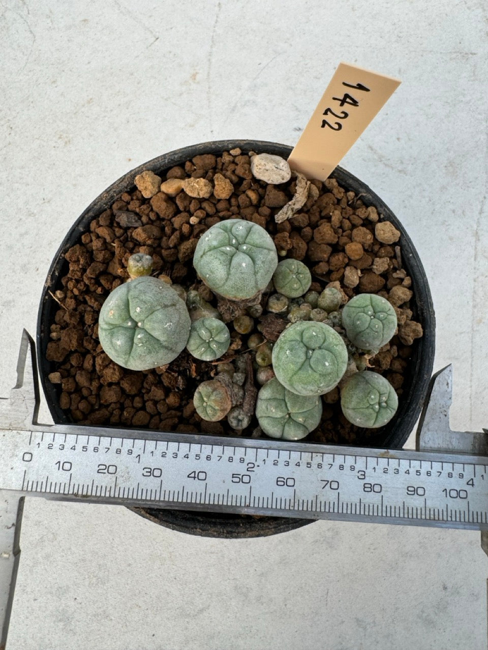 Lophophora williamsii – Peyote Cactus (6–7 cm, Own Root)