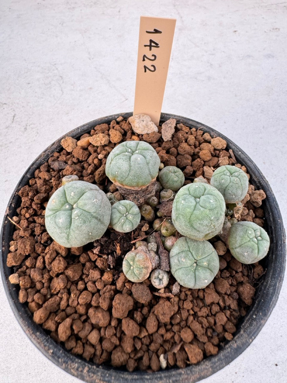 Lophophora williamsii – Peyote Cactus (6–7 cm, Own Root)