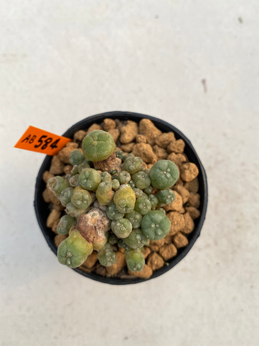 Lophophora williamsii size 5-6 cm ownroot #lophophorawilliamsii