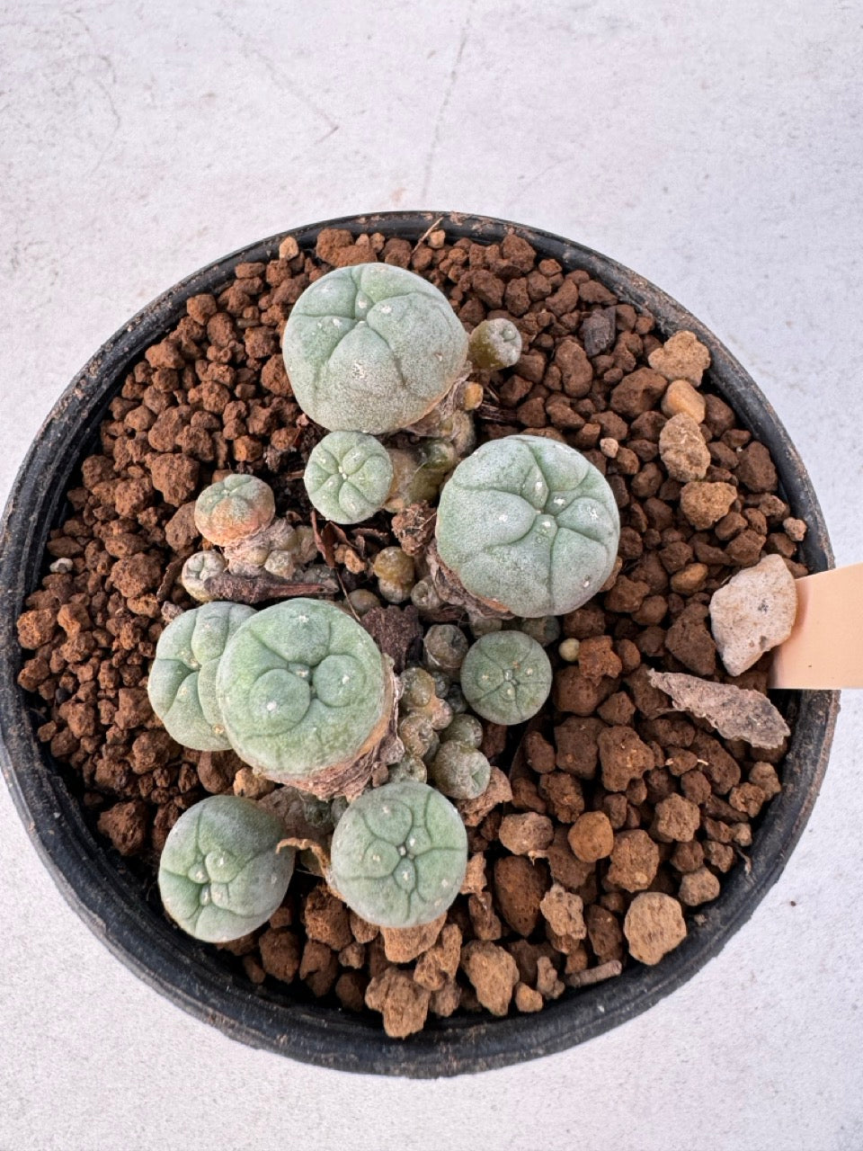 Lophophora williamsii – Peyote Cactus (6–7 cm, Own Root)