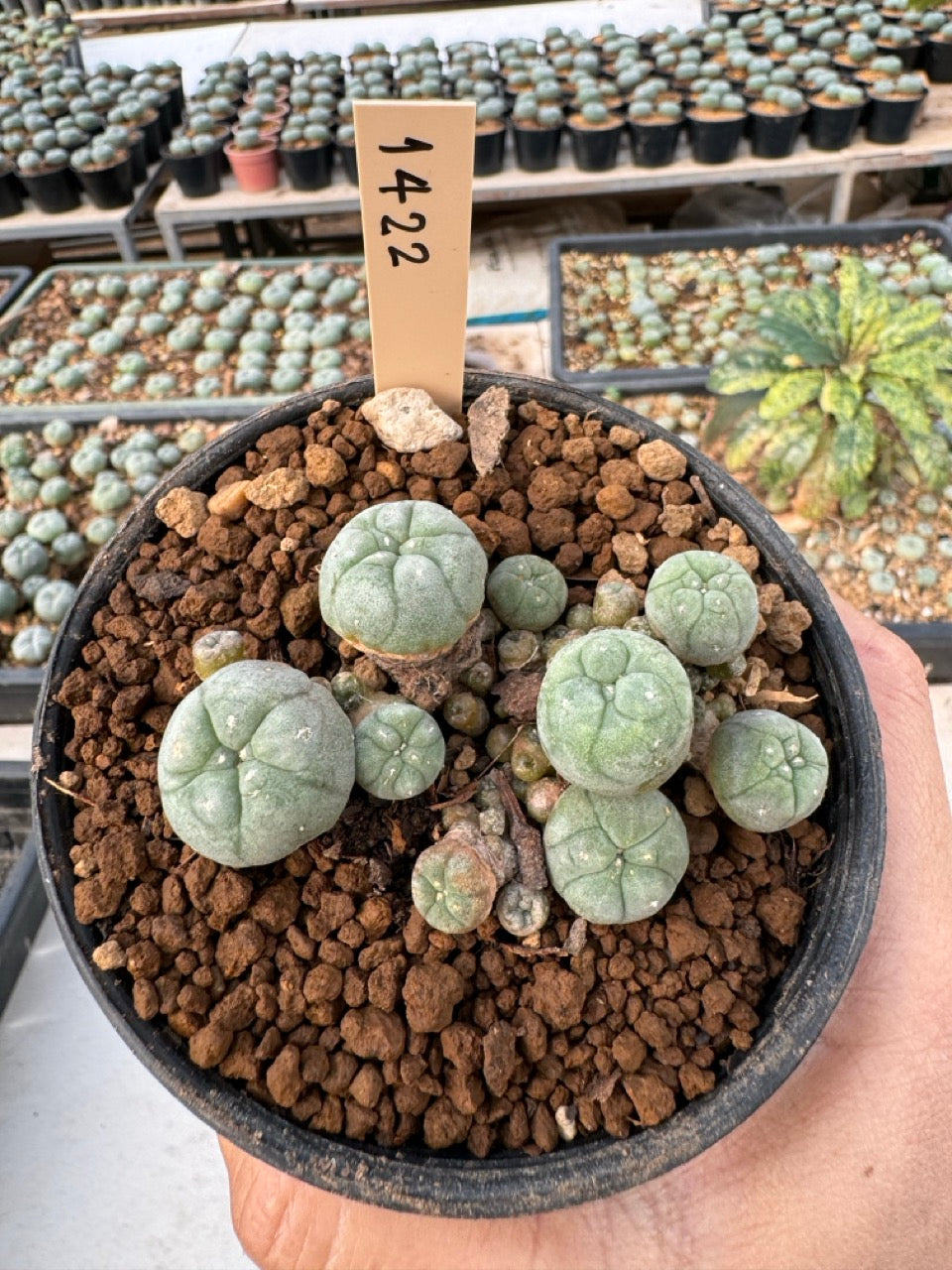 Lophophora williamsii – Peyote Cactus (6–7 cm, Own Root)