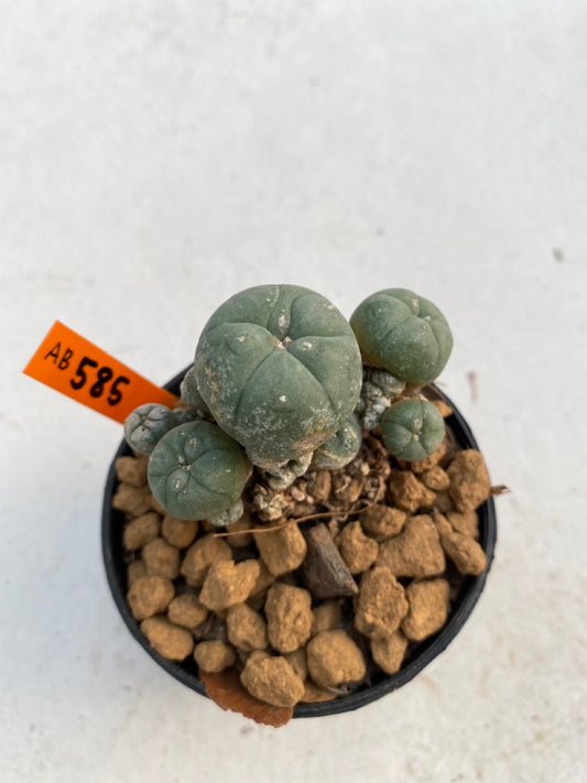 Lophophora williamsii size 5-6 cm ownroot #lophophorawilliamsii