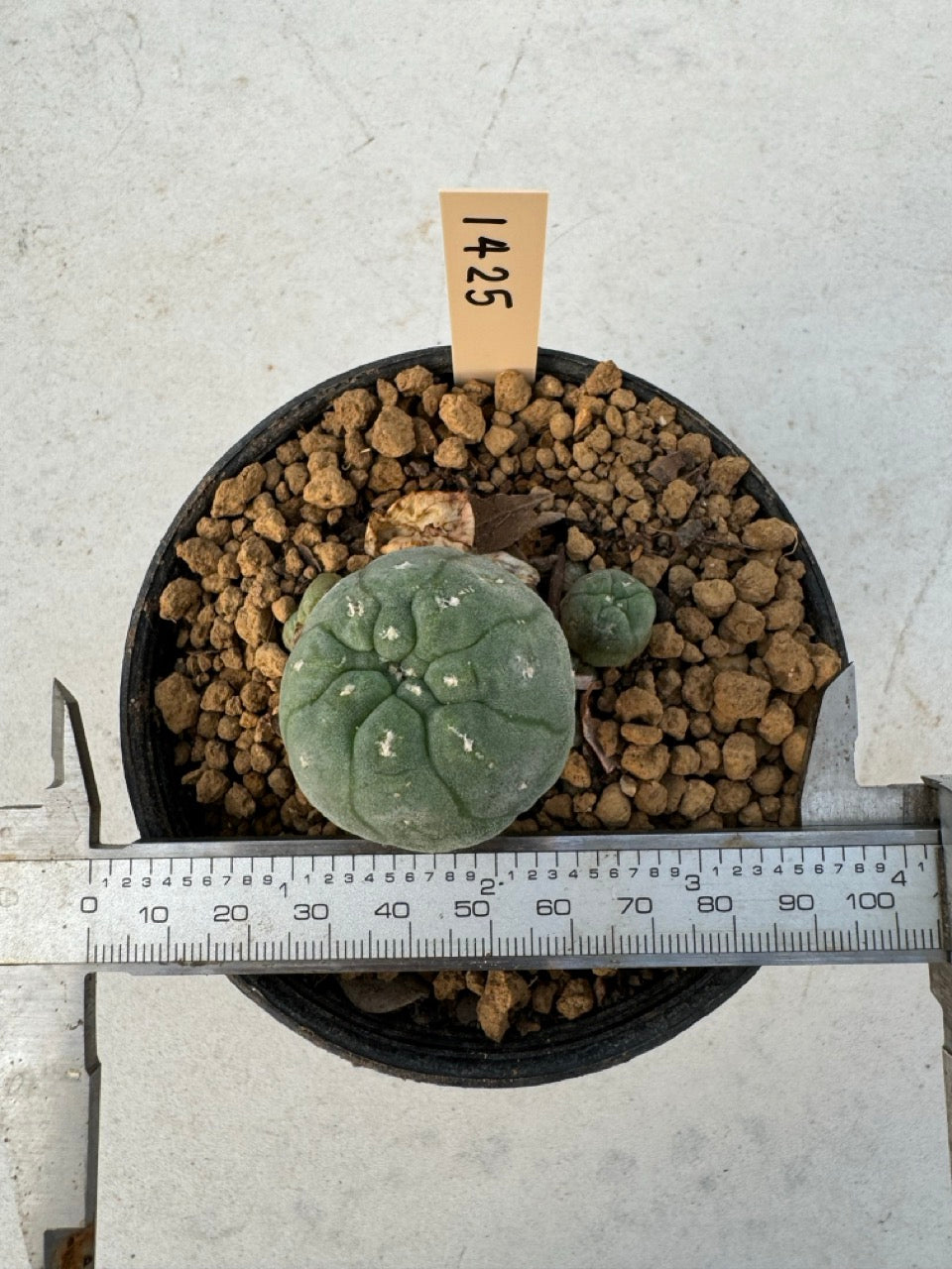 Lophophora williamsii – Peyote Cactus (6–7 cm, Own Root)