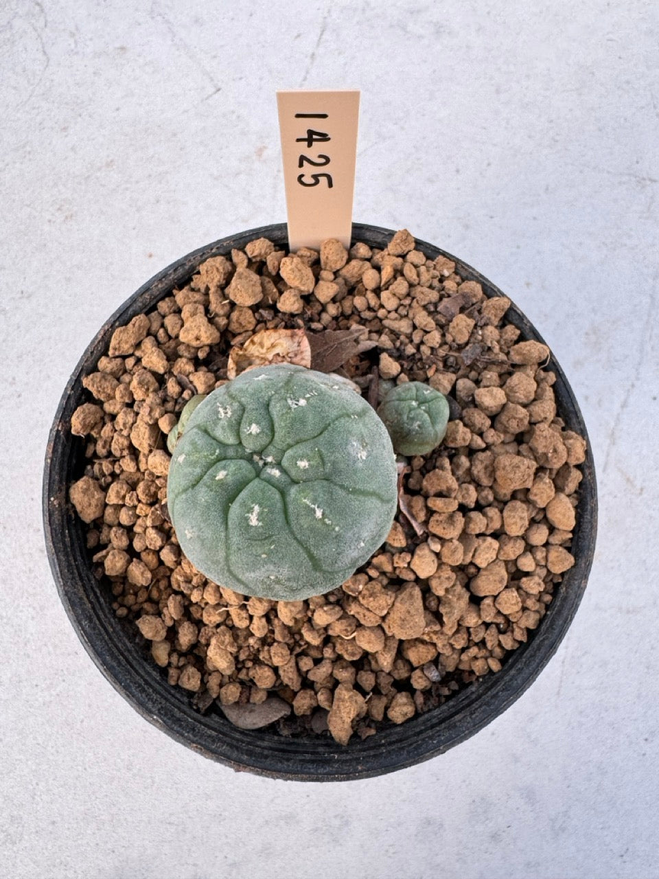 Lophophora williamsii – Peyote Cactus (6–7 cm, Own Root)