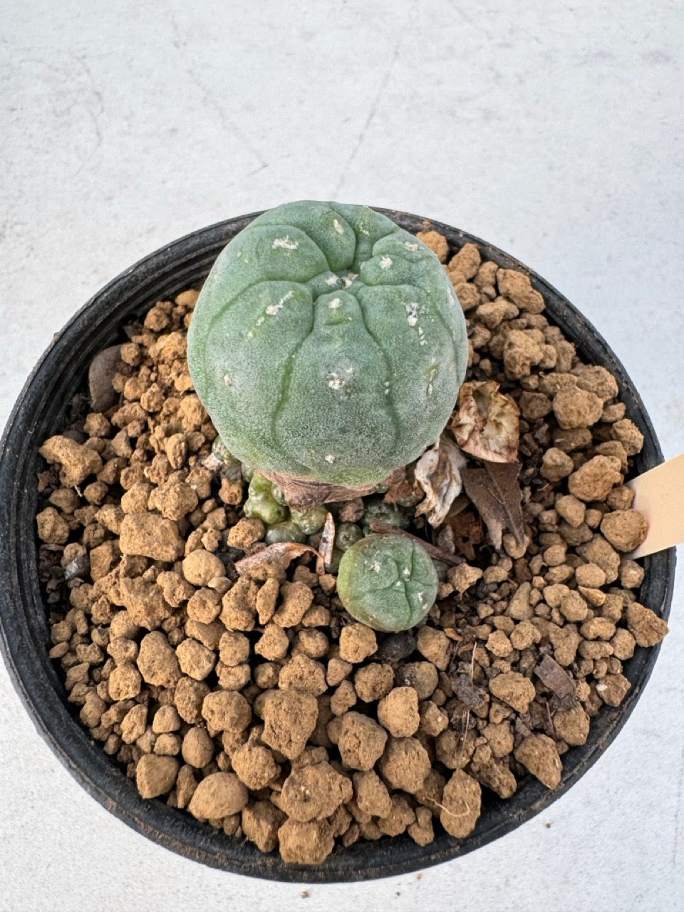 Lophophora williamsii – Peyote Cactus (6–7 cm, Own Root)