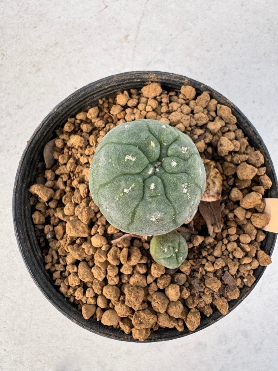 Lophophora williamsii – Peyote Cactus (6–7 cm, Own Root)