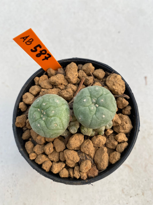 Lophophora williamsii size 5-6 cm ownroot #lophophorawilliamsii