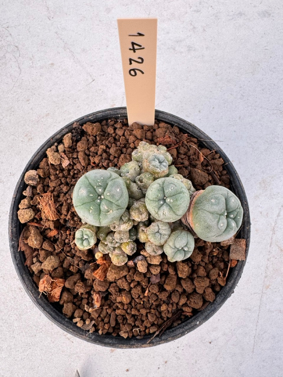 Lophophora williamsii – Peyote Cactus (6–7 cm, Own Root)