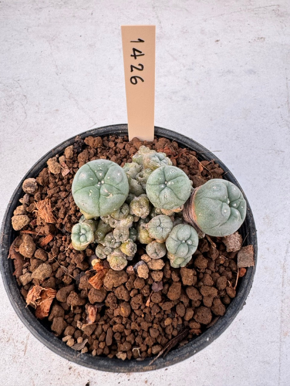 Lophophora williamsii – Peyote Cactus (6–7 cm, Own Root)