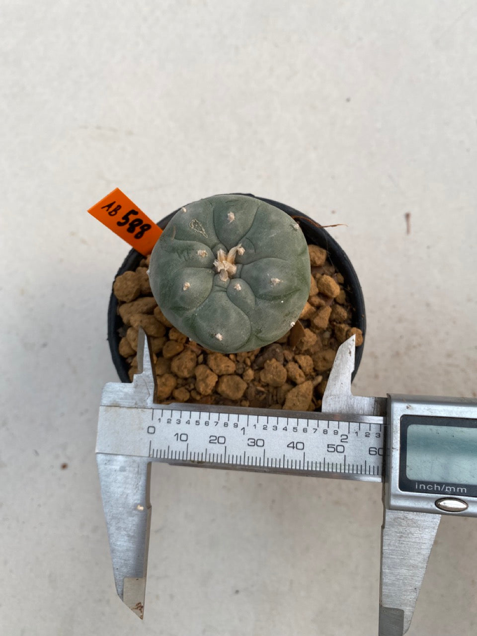 Lophophora williamsii size 5-6 cm ownroot #lophophorawilliamsii