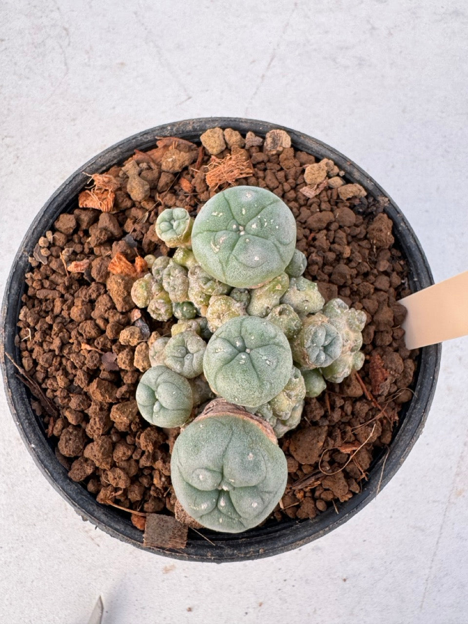 Lophophora williamsii – Peyote Cactus (6–7 cm, Own Root)
