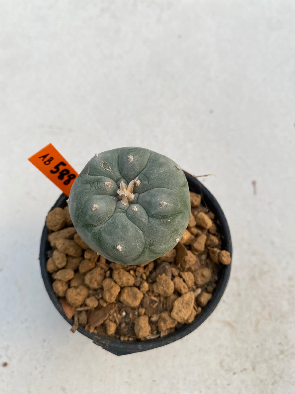 Lophophora williamsii size 5-6 cm ownroot #lophophorawilliamsii