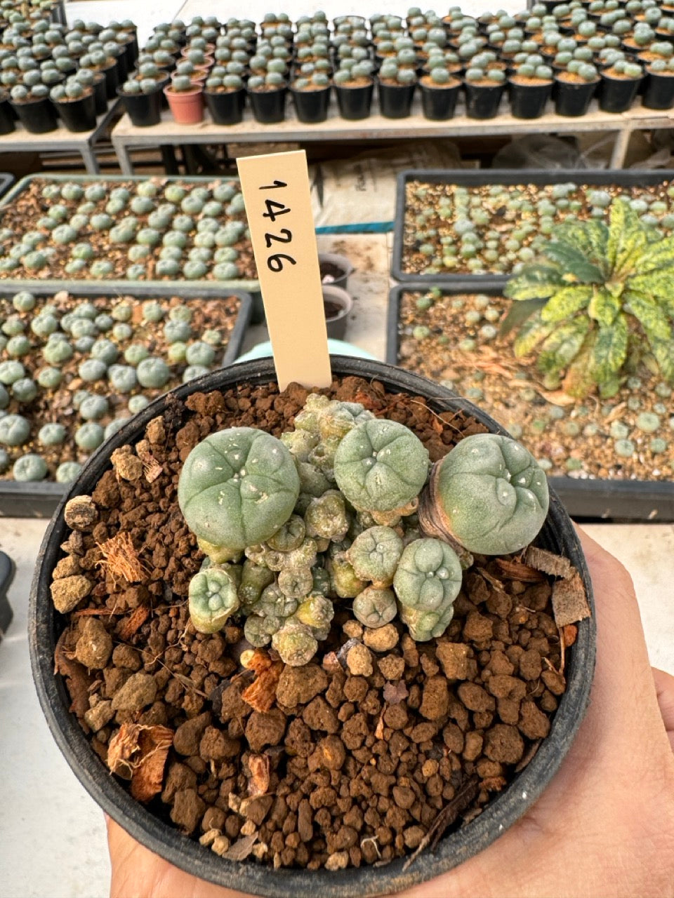 Lophophora williamsii – Peyote Cactus (6–7 cm, Own Root)