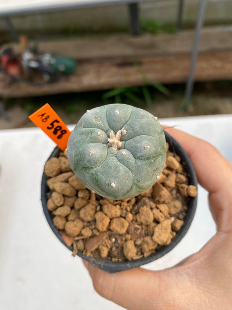 Lophophora williamsii size 5-6 cm ownroot #lophophorawilliamsii