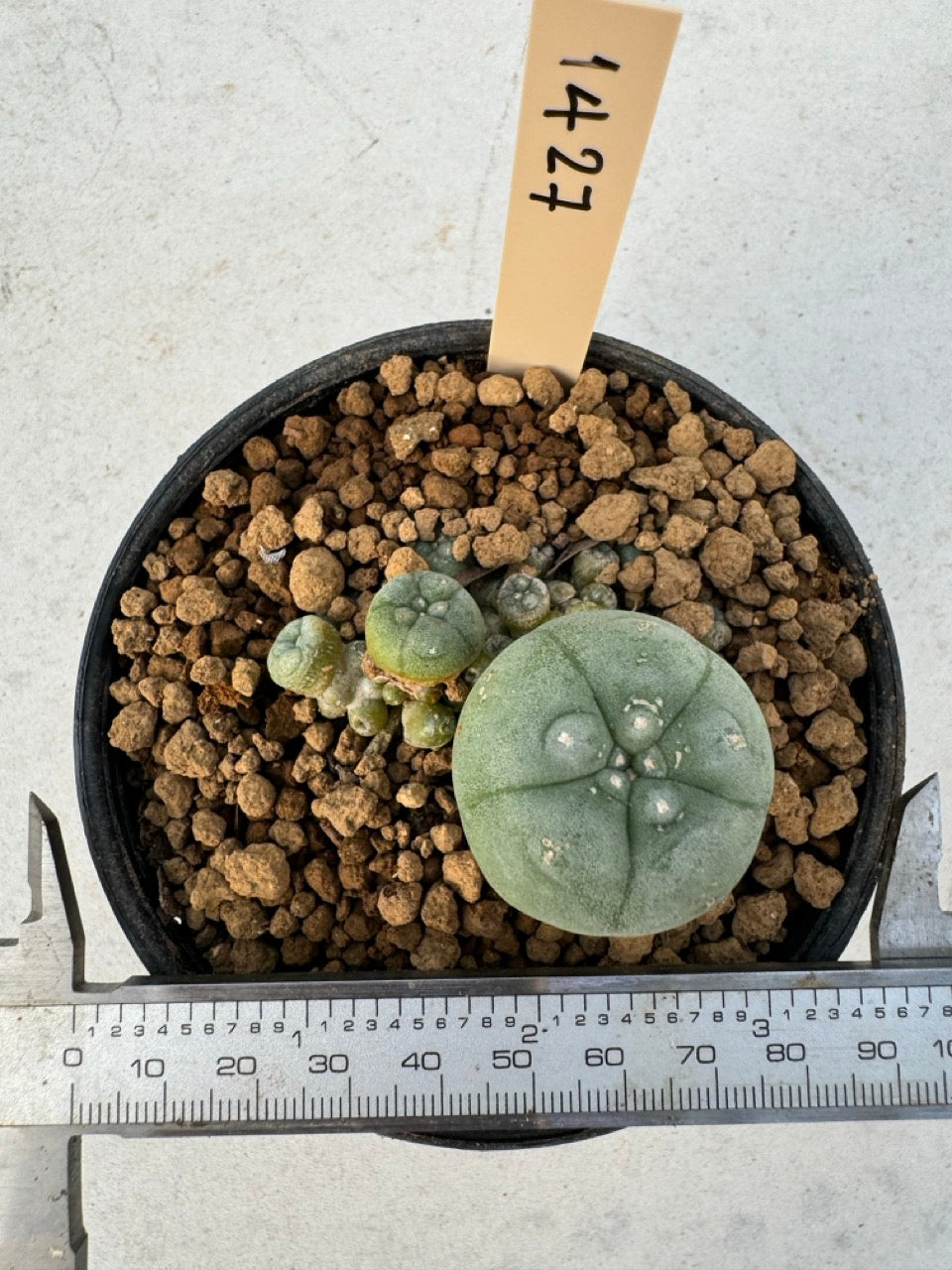 Lophophora williamsii – Peyote Cactus (6–7 cm, Own Root)