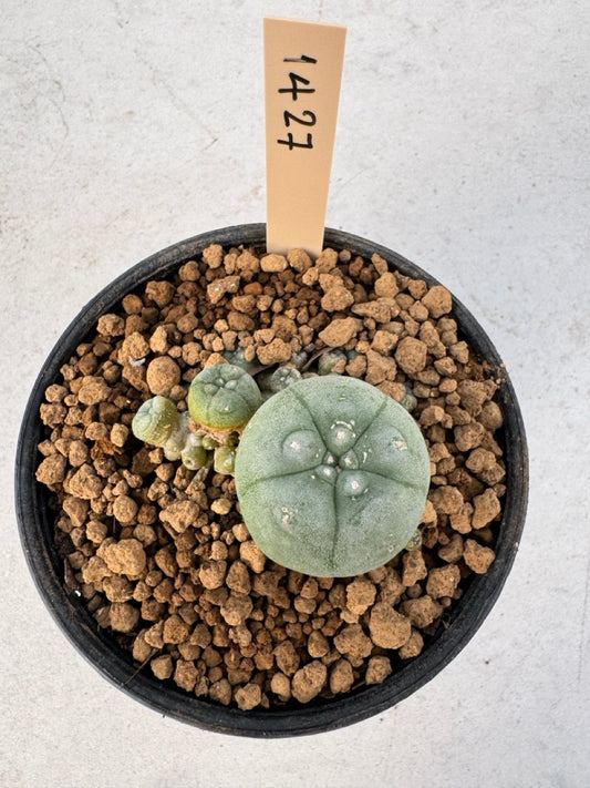 Lophophora williamsii – Peyote Cactus (6–7 cm, Own Root)
