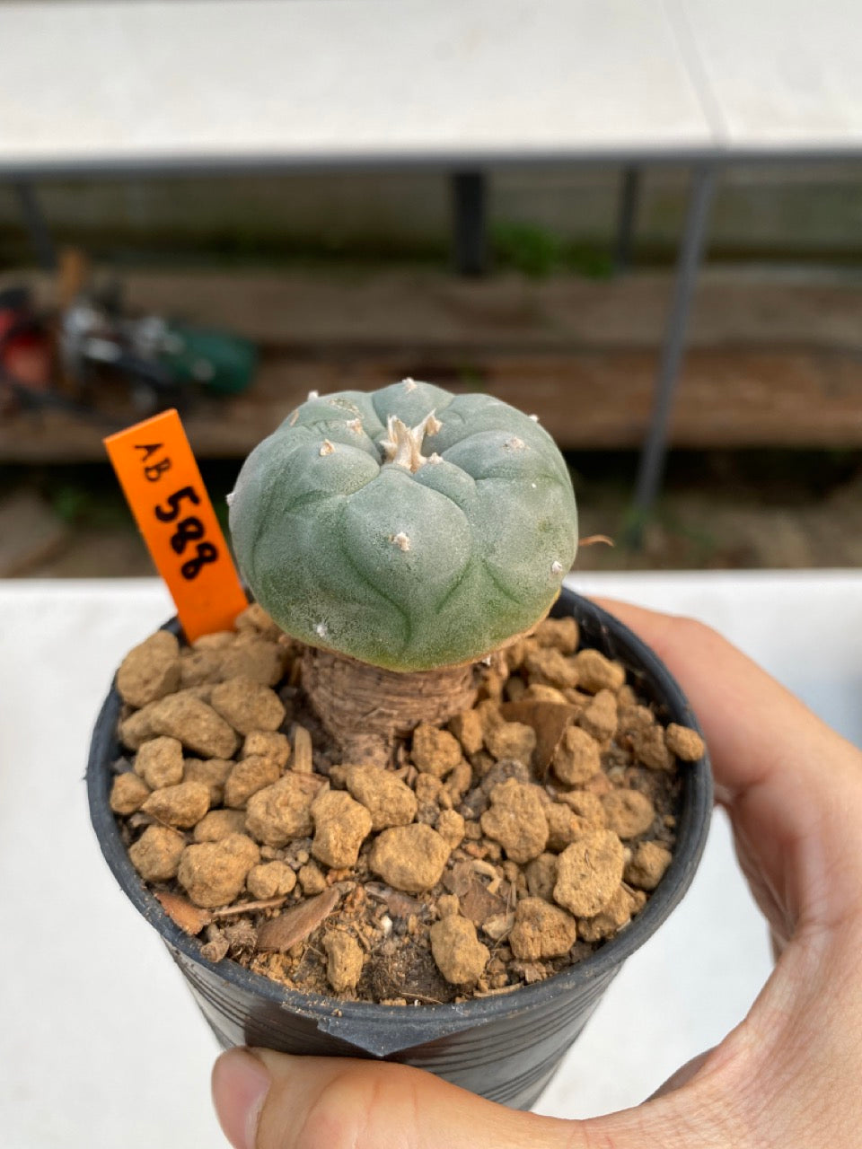 Lophophora williamsii size 5-6 cm ownroot #lophophorawilliamsii