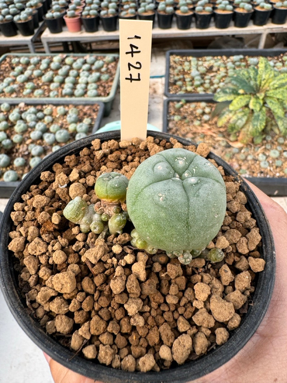 Lophophora williamsii – Peyote Cactus (6–7 cm, Own Root)