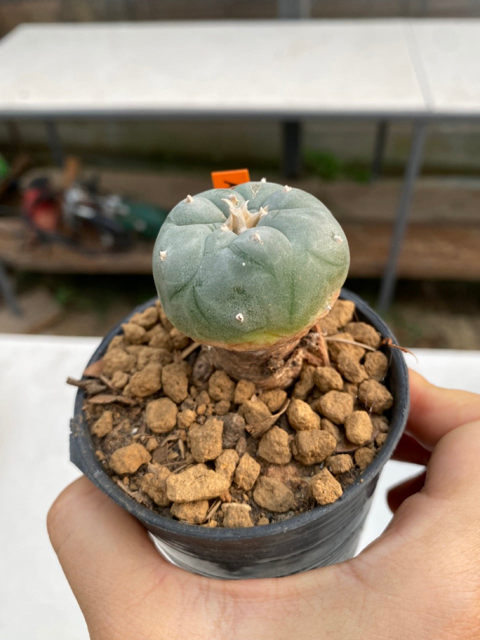 Lophophora williamsii size 5-6 cm ownroot #lophophorawilliamsii