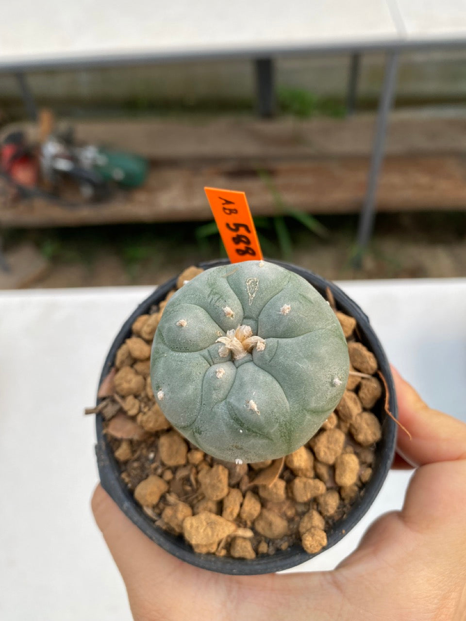 Lophophora williamsii size 5-6 cm ownroot #lophophorawilliamsii