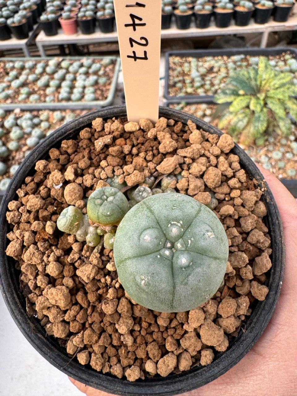 Lophophora williamsii – Peyote Cactus (6–7 cm, Own Root)