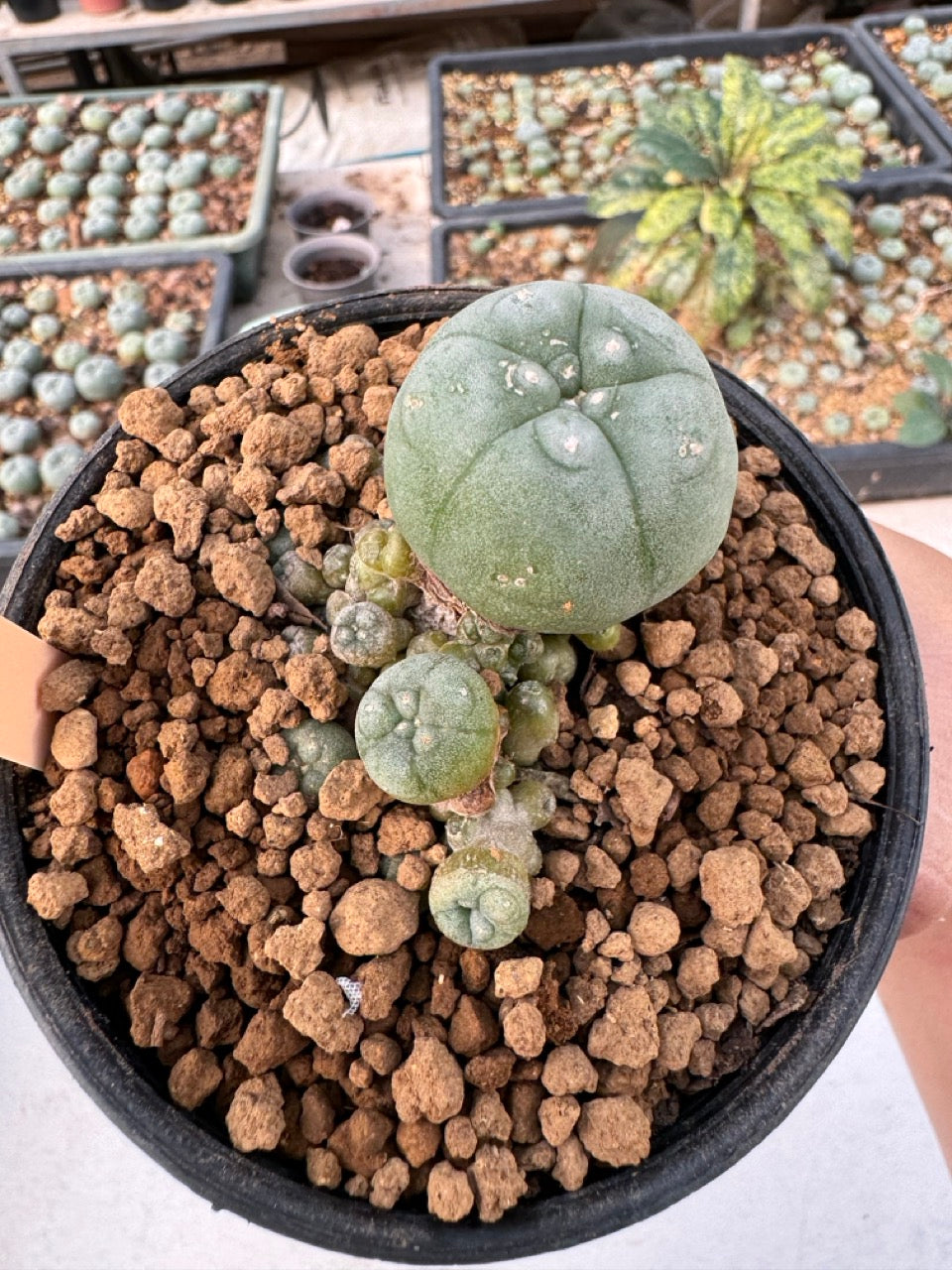 Lophophora williamsii – Peyote Cactus (6–7 cm, Own Root)