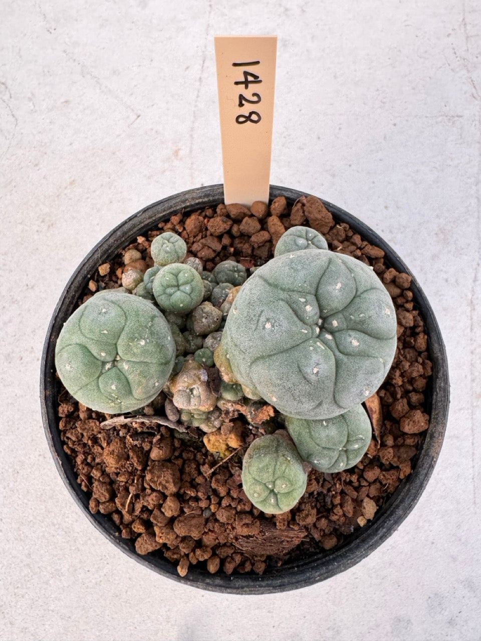 Lophophora williamsii – Peyote Cactus (6–7 cm, Own Root)