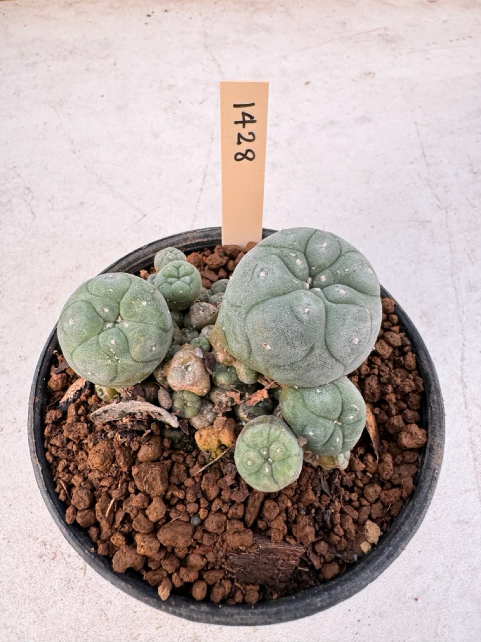 Lophophora williamsii – Peyote Cactus (6–7 cm, Own Root)