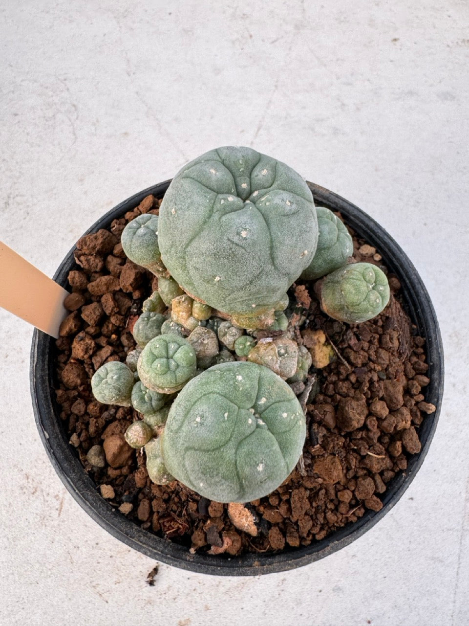 Lophophora williamsii – Peyote Cactus (6–7 cm, Own Root)