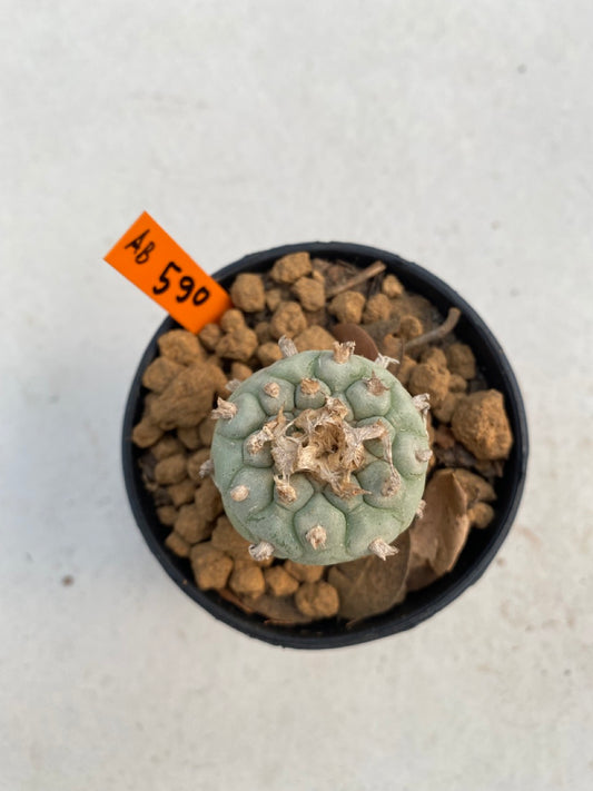 Lophophora williamsii size 5-6 cm ownroot #lophophorawilliamsii