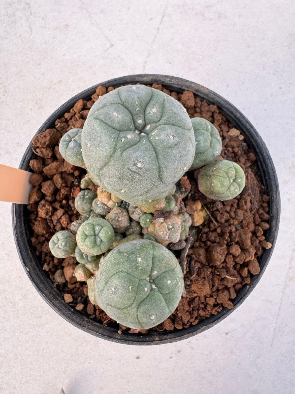 Lophophora williamsii – Peyote Cactus (6–7 cm, Own Root)