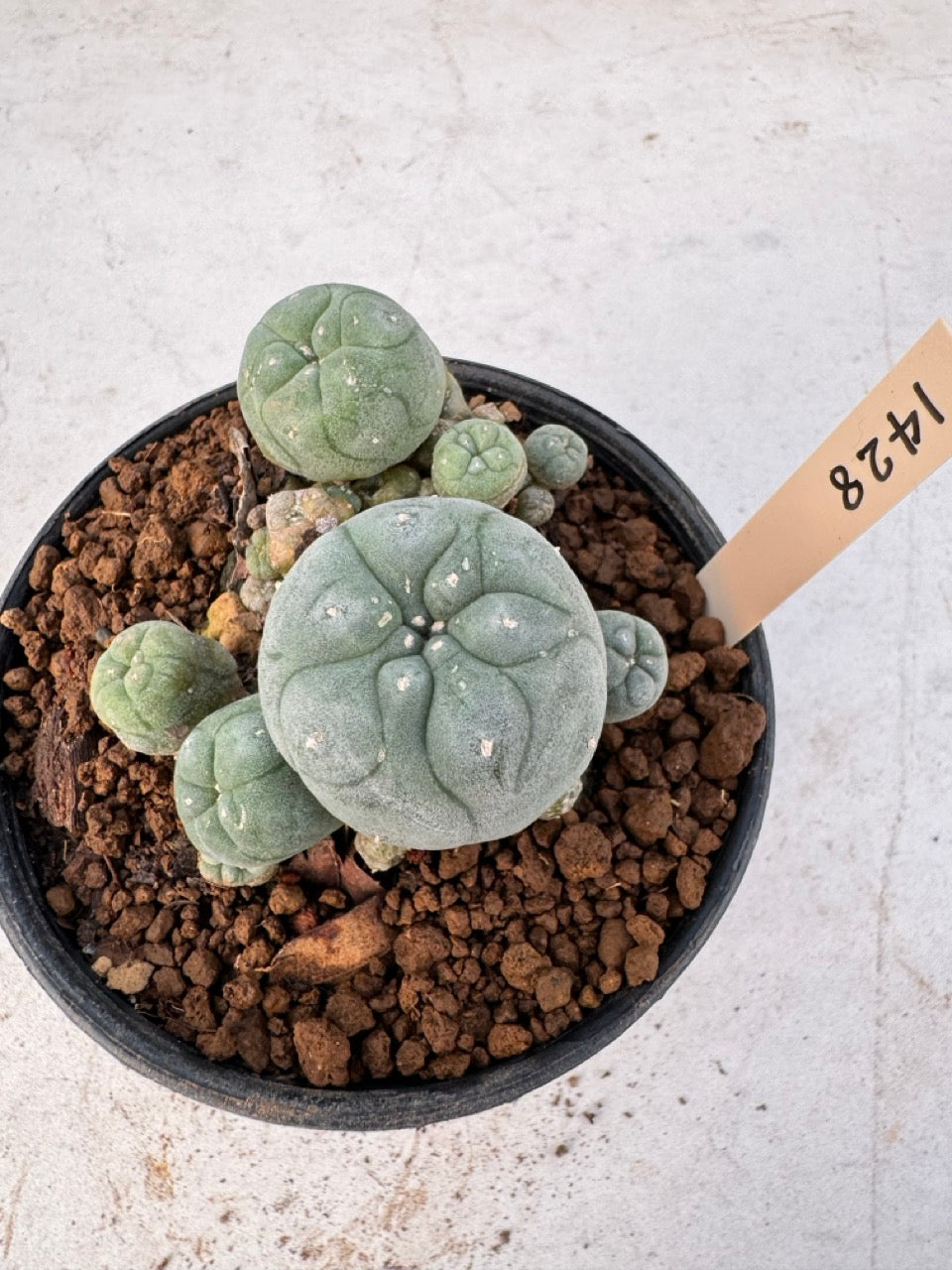 Lophophora williamsii – Peyote Cactus (6–7 cm, Own Root)