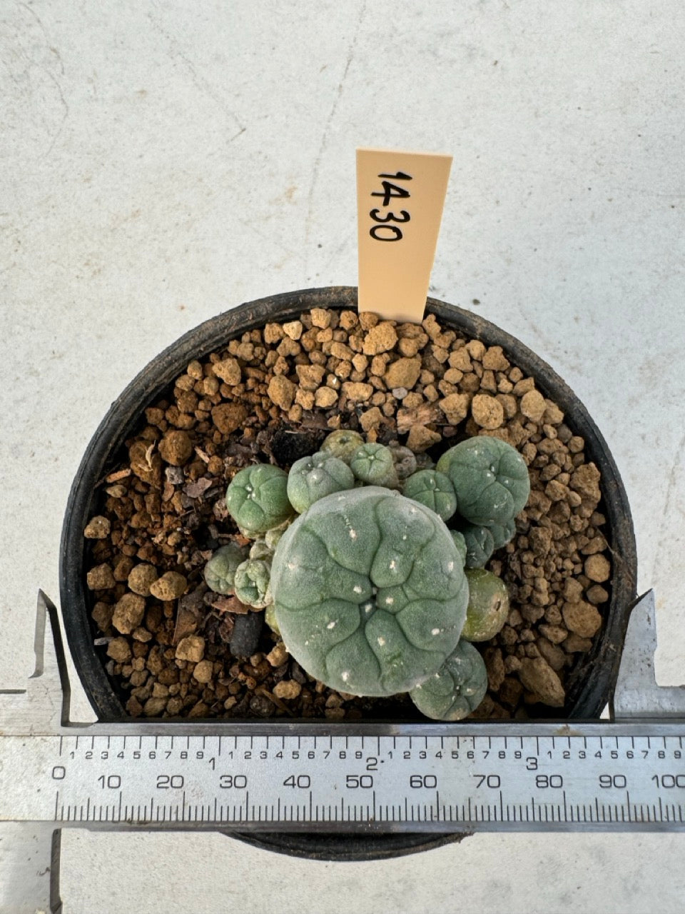 Lophophora williamsii – Peyote Cactus (6–7 cm, Own Root)