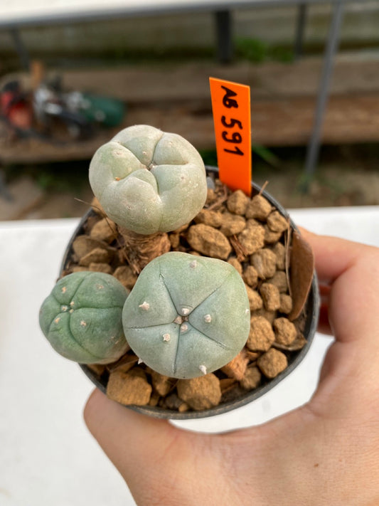 Lophophora williamsii size 5-6 cm ownroot #lophophorawilliamsii