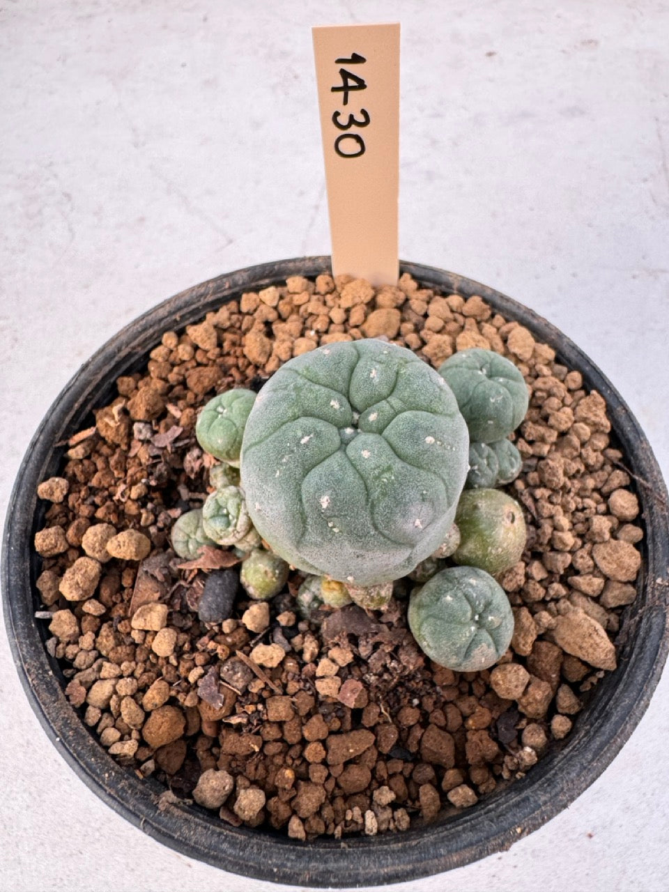 Lophophora williamsii – Peyote Cactus (6–7 cm, Own Root)