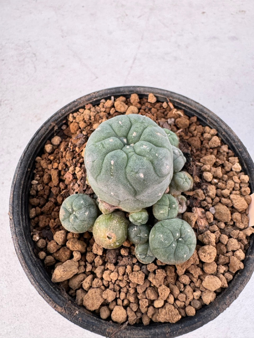 Lophophora williamsii – Peyote Cactus (6–7 cm, Own Root)
