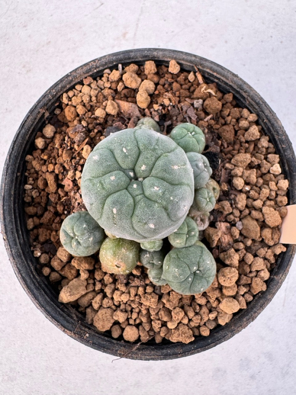 Lophophora williamsii – Peyote Cactus (6–7 cm, Own Root)