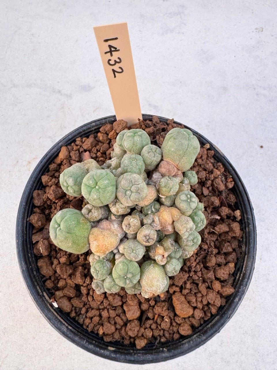 Lophophora williamsii – Peyote Cactus (6–7 cm, Own Root)