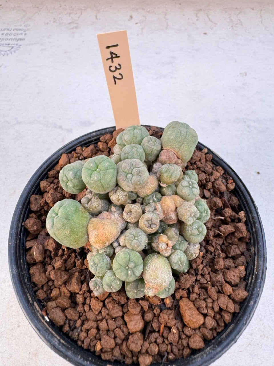 Lophophora williamsii – Peyote Cactus (6–7 cm, Own Root)