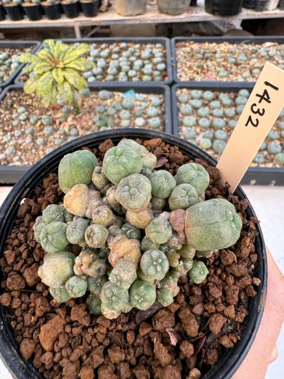 Lophophora williamsii – Peyote Cactus (6–7 cm, Own Root)