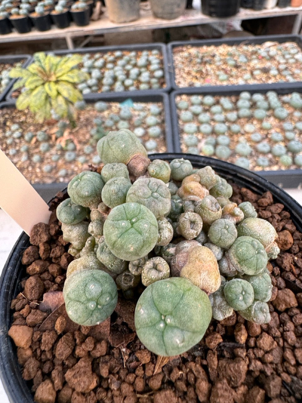 Lophophora williamsii – Peyote Cactus (6–7 cm, Own Root)