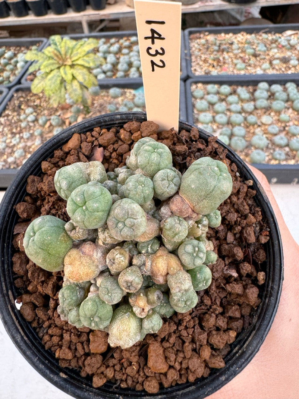 Lophophora williamsii – Peyote Cactus (6–7 cm, Own Root)