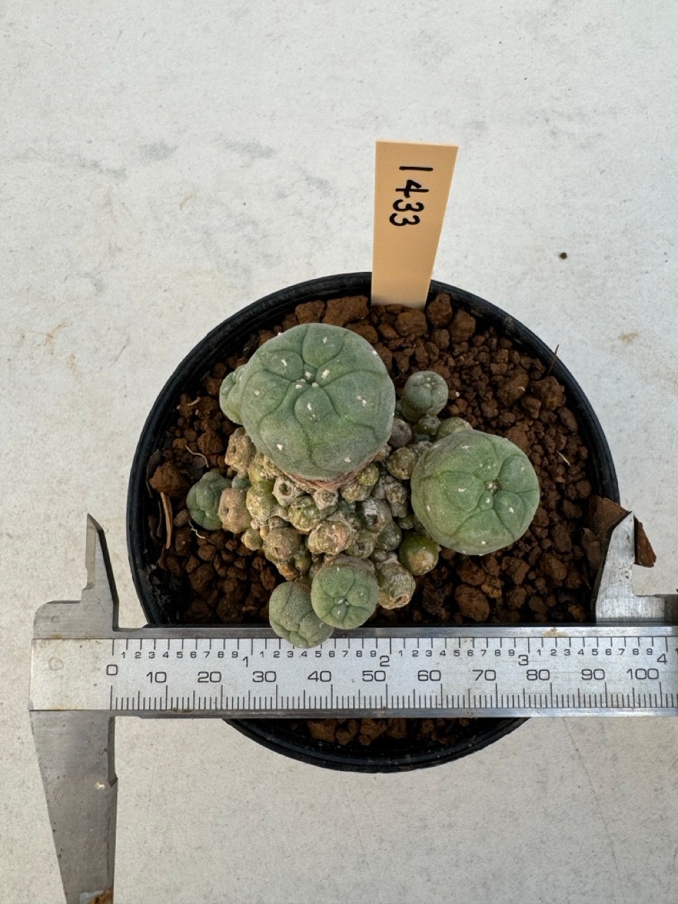 Lophophora williamsii – Peyote Cactus (6–7 cm, Own Root)