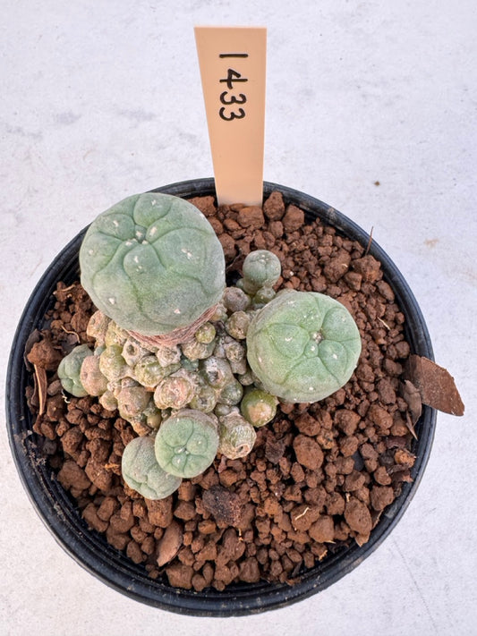 Lophophora williamsii – Peyote Cactus (6–7 cm, Own Root)