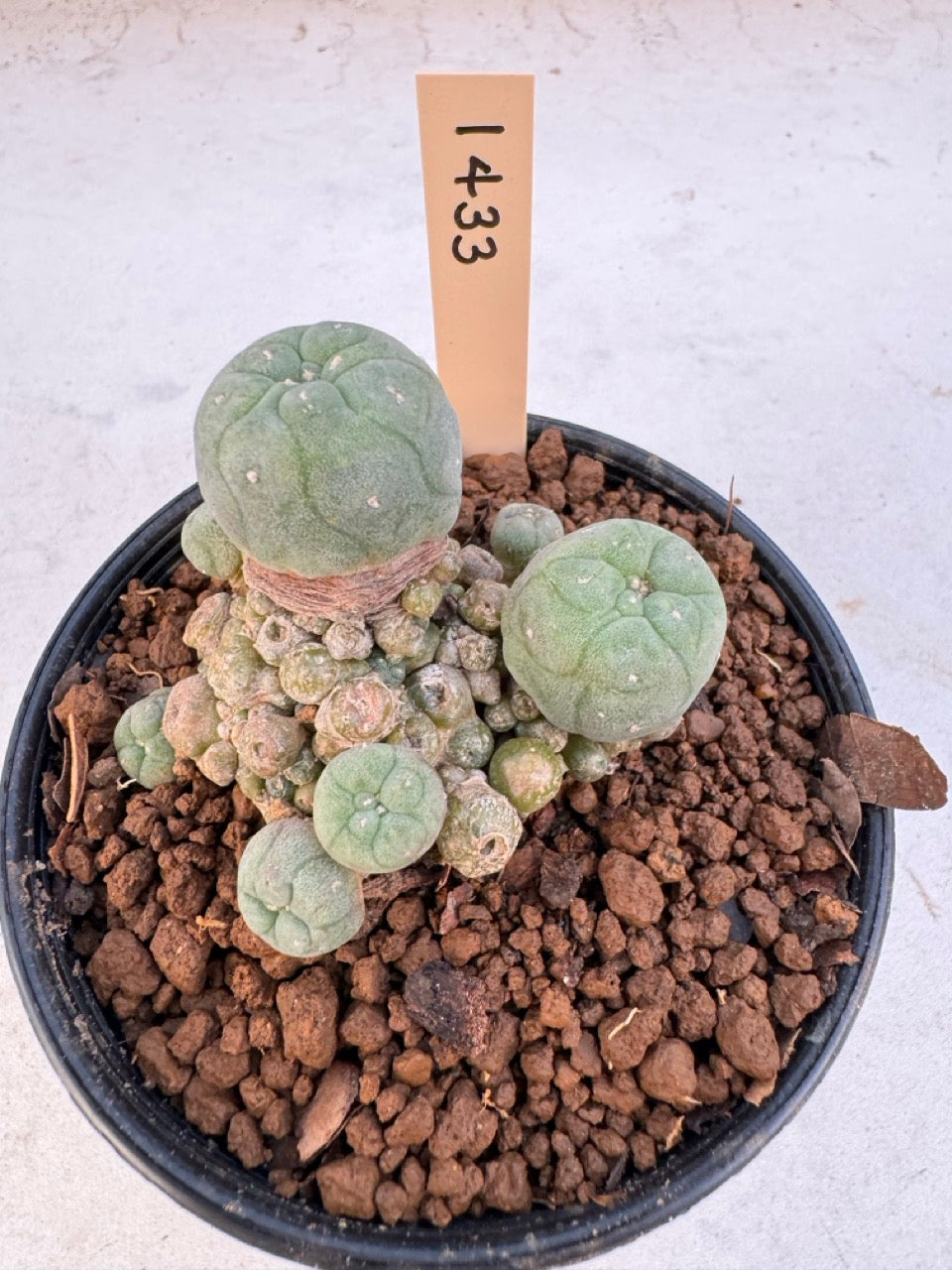 Lophophora williamsii – Peyote Cactus (6–7 cm, Own Root)