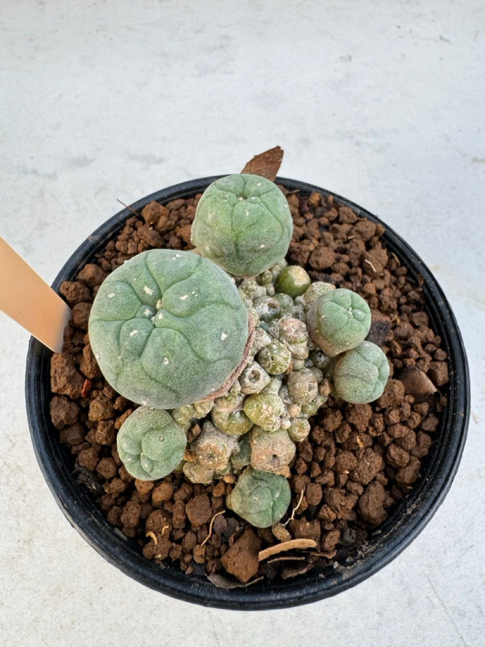 Lophophora williamsii – Peyote Cactus (6–7 cm, Own Root)