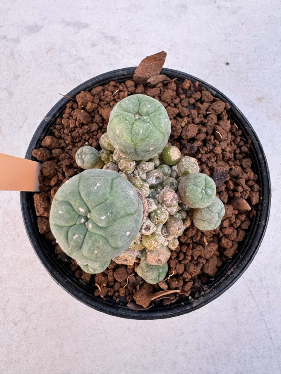 Lophophora williamsii – Peyote Cactus (6–7 cm, Own Root)