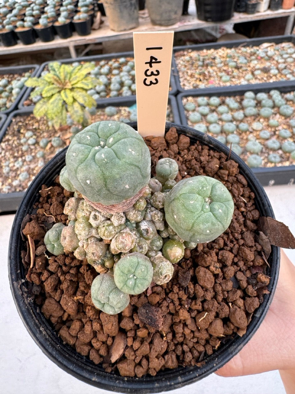Lophophora williamsii – Peyote Cactus (6–7 cm, Own Root)