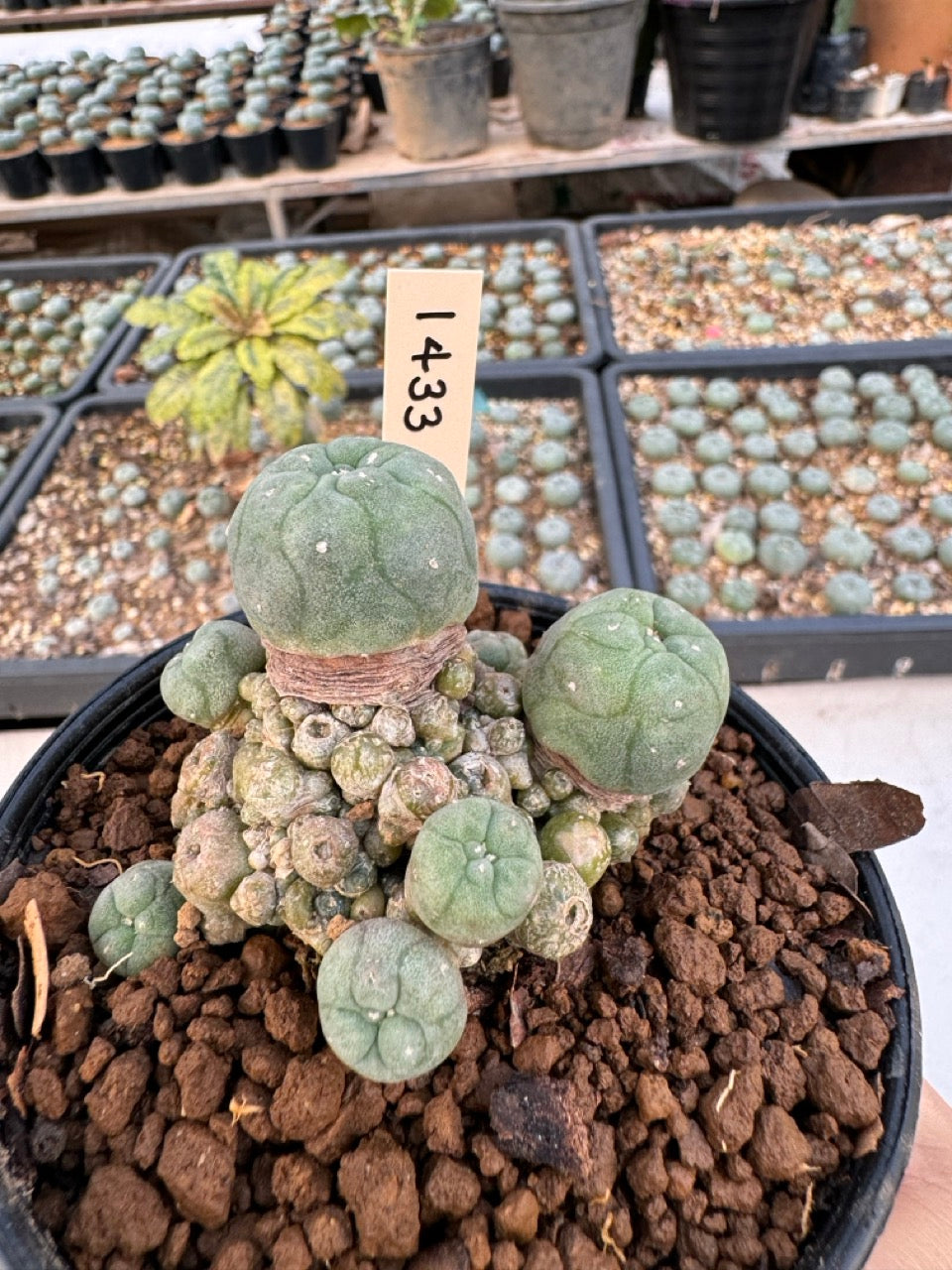 Lophophora williamsii – Peyote Cactus (6–7 cm, Own Root)