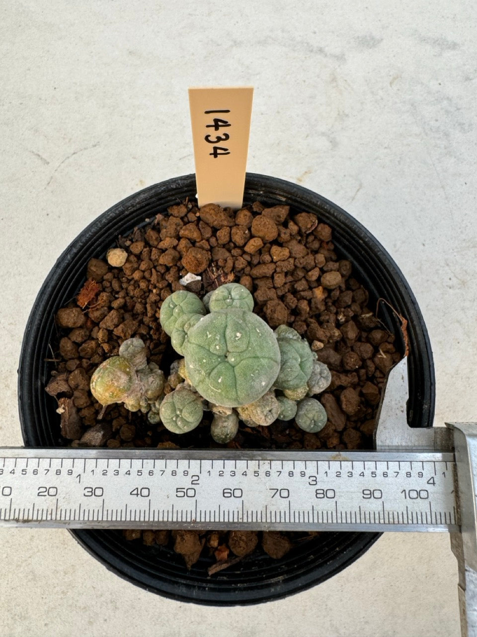 Lophophora williamsii – Peyote Cactus (6–7 cm, Own Root)
